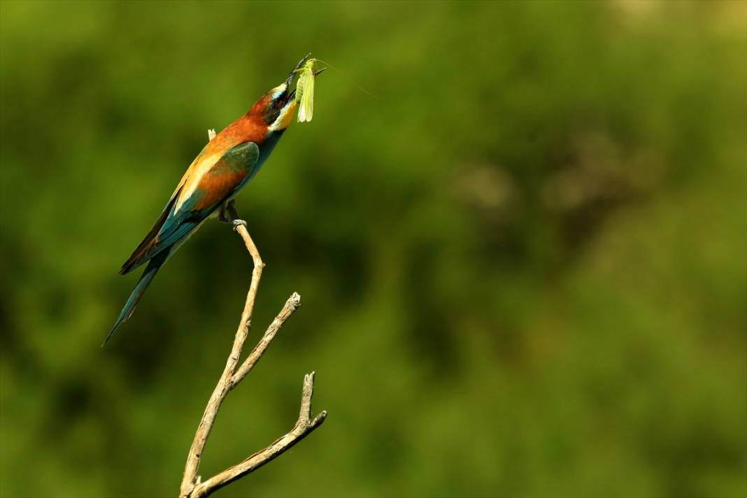 Yazın habercileri döndü! Konya semaları tuvale dönüştü 8